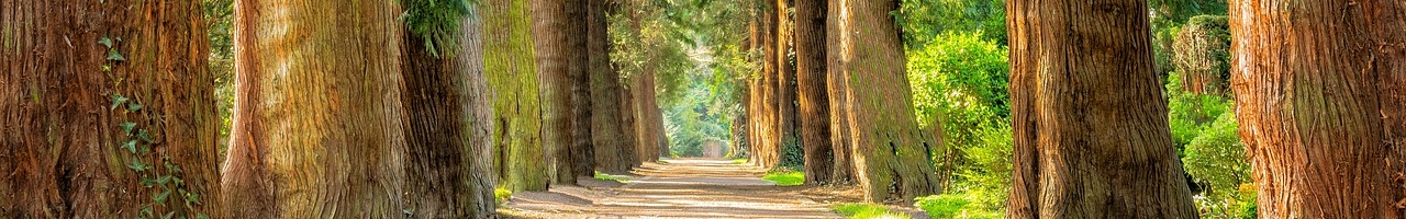 Route bordée d'arbres
