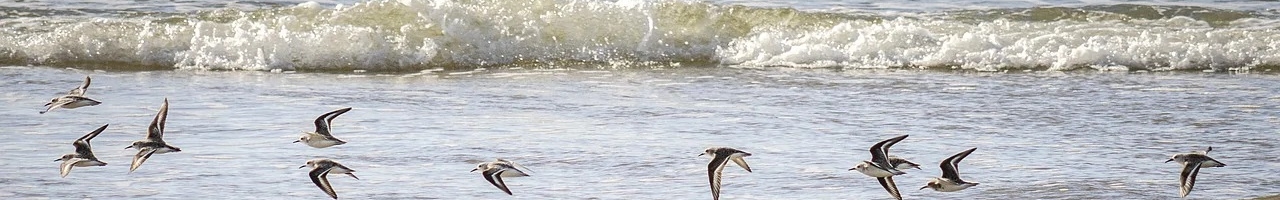 Oiseaux volant en groupe sur le rivage