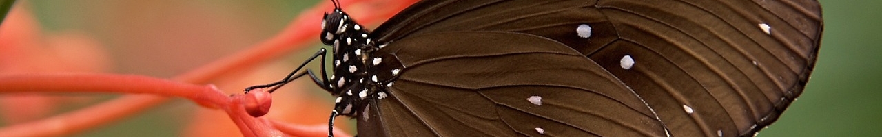 Papillon corbeau commun