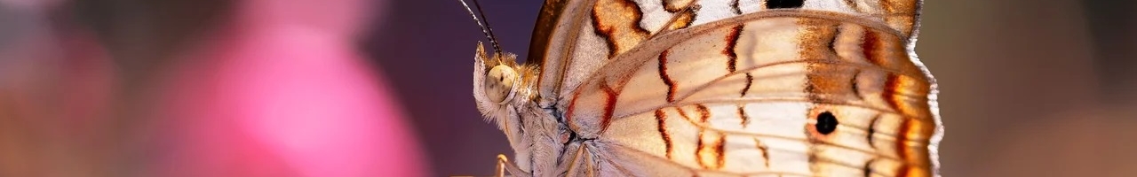 Anartia jatrophae (papillon)