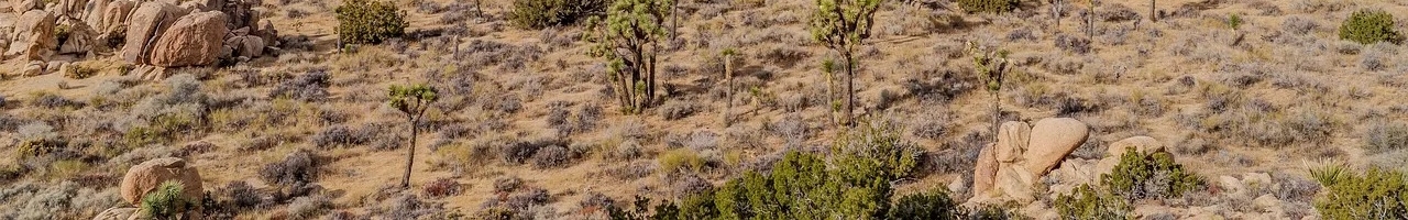 Dans le désert du parc national de Joshua Tree (Californie, États-Unis)