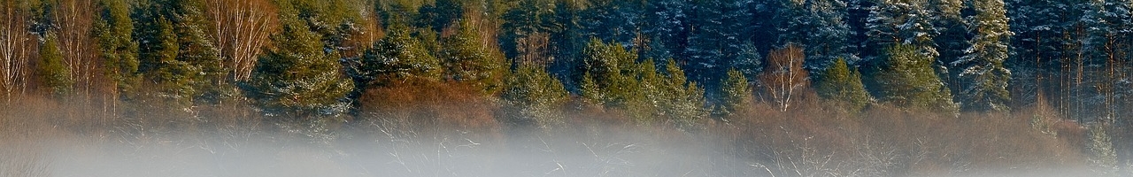 Brume hivernale sur un champ en lisière de forêt