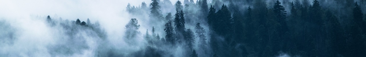 Forêt de conifères dans le brouillard