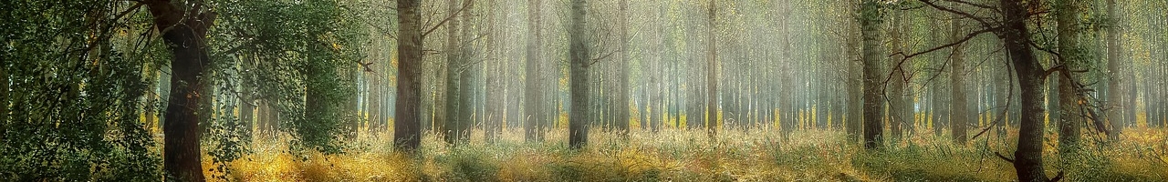 Forêt dans une région sauvage