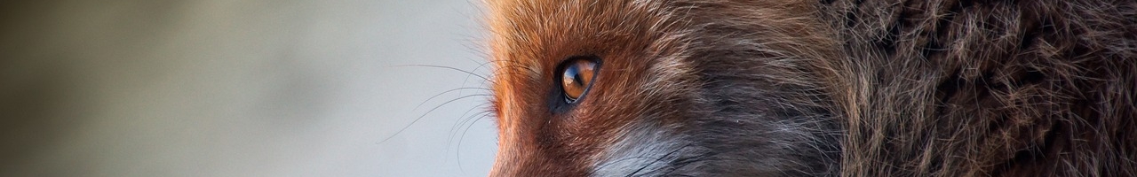 L'oeil du renard