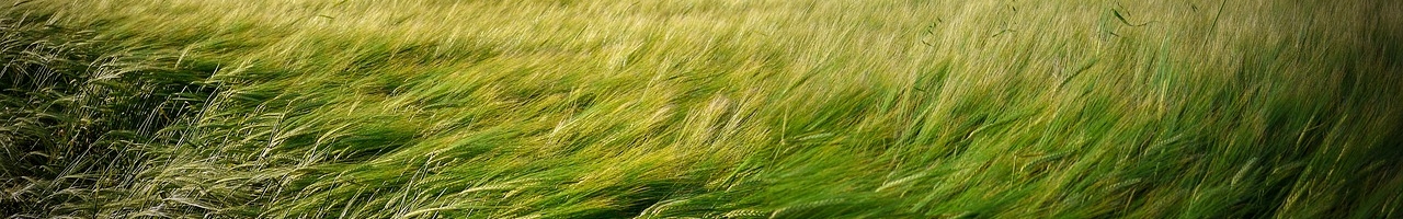 Épis de blé couchés par le vent