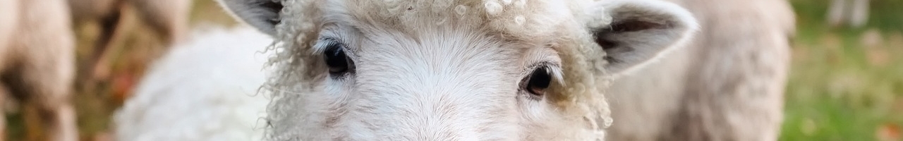Mouton (Irlande)