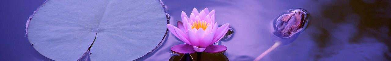 Magnifique fleur de lotus