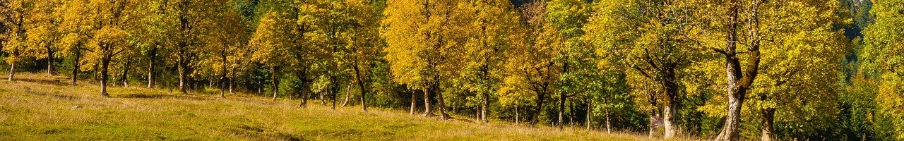 Forêt montagneuse en automne