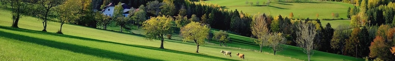 Prairie dans les Alpes