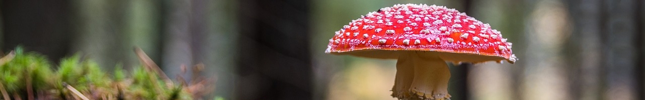 Amanite (champignon à lames)