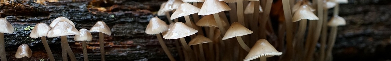 Mycènes (champignons)