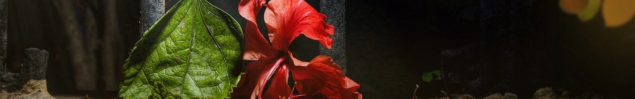 Hibiscus (rose de Chine)