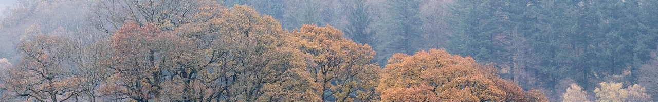 Forêt en automne dans le parc national du Lake District (Cumbria, Angleterre)