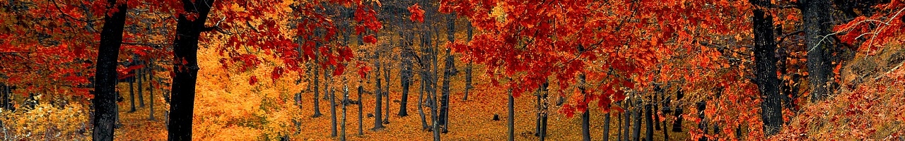 Au plein coeur de l'automne, dans une forêt