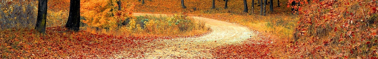 Couleur chaude de l'automne sur une route forestière