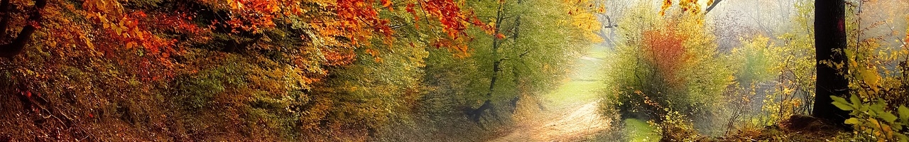 Jolies couleurs d'automne sur une route forestière
