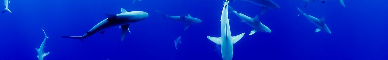 Requins nageant dans un aquarium