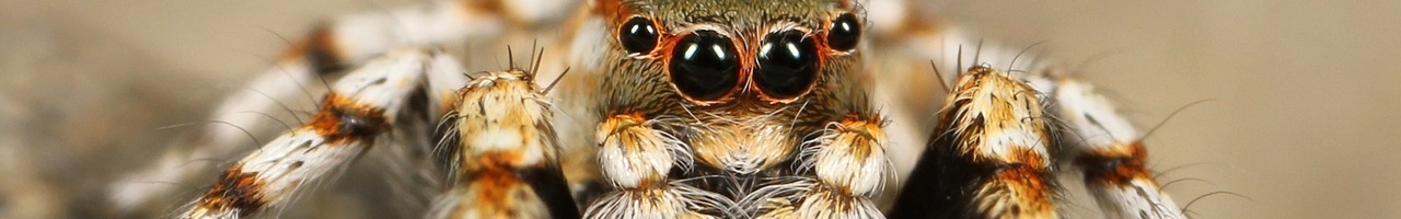 Face-à-face avec une araignée