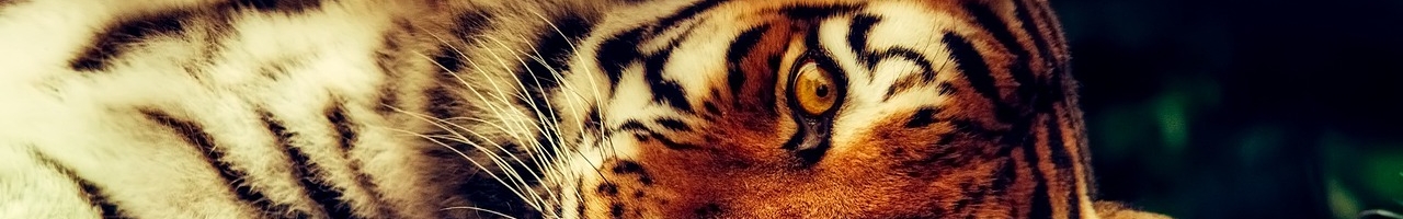 L'oeil du tigre