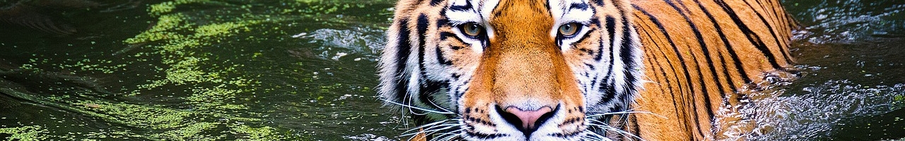 Tigre évoluant dans un marais