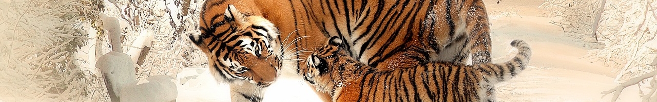 Communication entre tigres