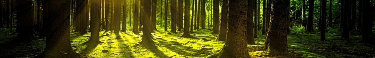 Mousse dans la forêt teintée de vert-jaune par le soleil