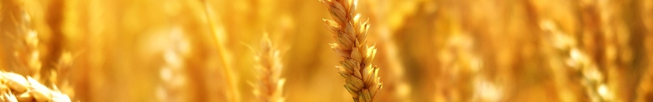 Épi de blé prêt à être récolté