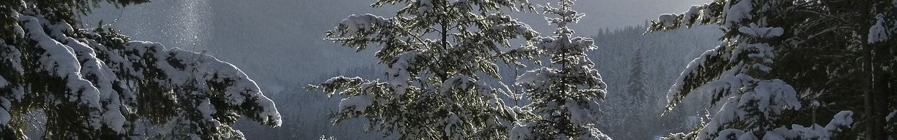 L'hiver en montagne et ses sapins enneigés (Colombie-Britannique, Canada)