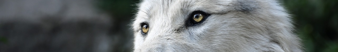 Loup gris commun