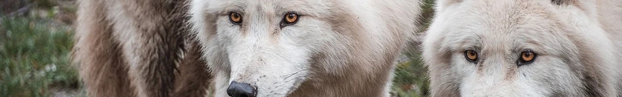 Loups arctiques